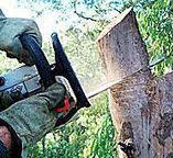 Best Firewood Processing and Delivery  in San Pablo, NM