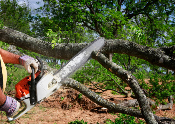 Best Tree Disease Treatment  in San Pablo, NM